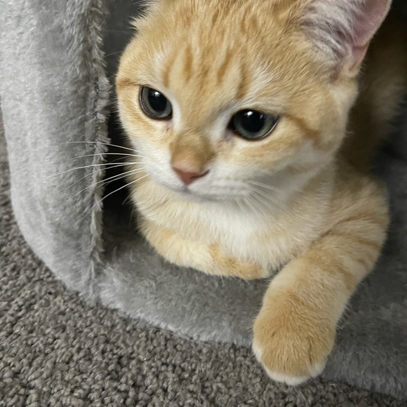 Meet your Posher, Stephanie - Picture 1 of 1